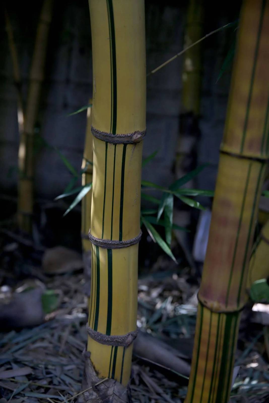 Balkonda eğlencesine yetiştirmeye başlamıştı, şimdi dev fidanlık kurdu! Paraya para demiyor, nereden nereye... 13